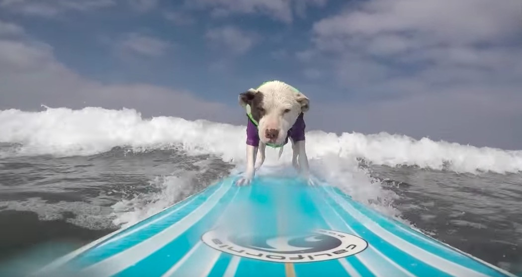 Αυτός ο σκύλος ξέρει να δαμάζει τα κύματα [ΒΙΝΤΕΟ]