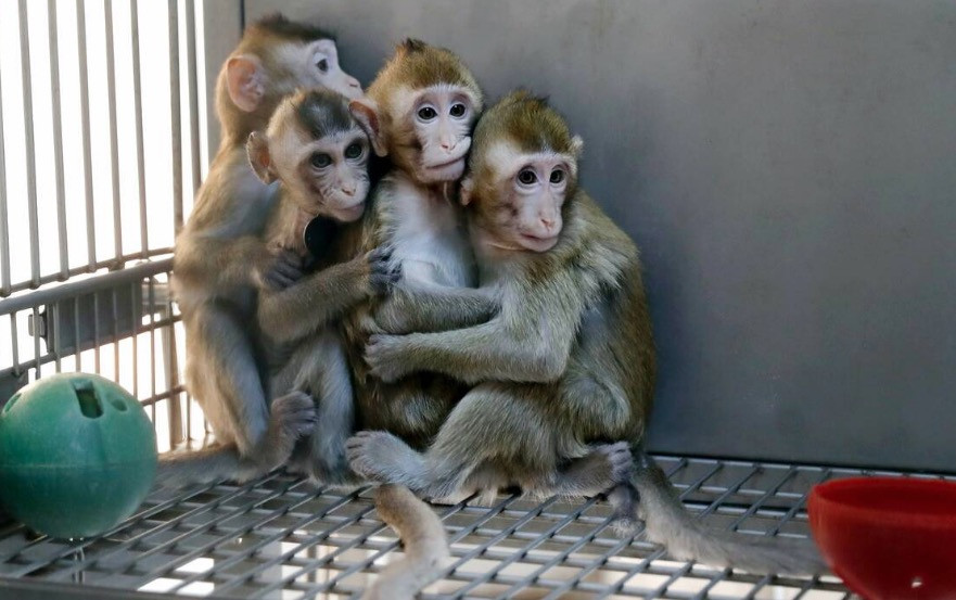 Κλωνοποίησαν γενετικά τροποποιημένες μαϊμούδες για βιοϊατρική έρευνα