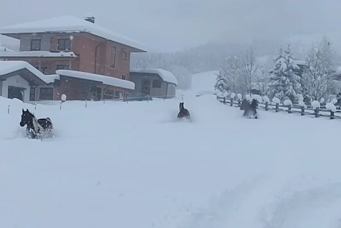 Άλογα απολαμβάνουν το χιόνι [ΒΙΝΤΕΟ]