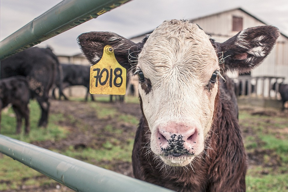 Πολωνία: Σφάζουν άρρωστες αγελάδες και πουλάνε το κρέας τους