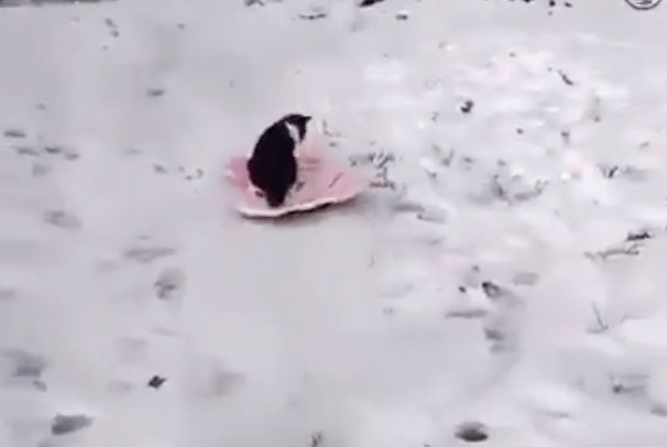 Γάτες στο… χιόνι [ΒΙΝΤΕΟ]