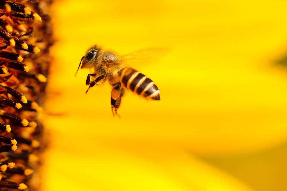 Μέλισσα, ένα «πολιτικό ζώο»