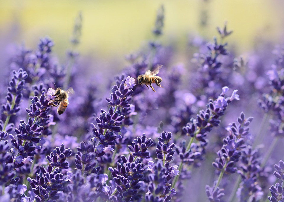 Οι μέλισσες ξέρουν από… πρόσθεση και αφαίρεση