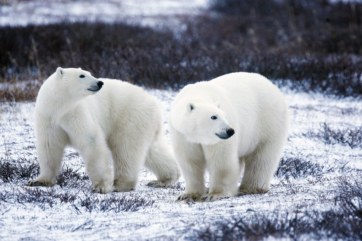 Ρωσία: Οι πολικές αρκούδες… «εγκαταστάθηκαν» στα χωριά της Αρκτικής [Βίντεο]