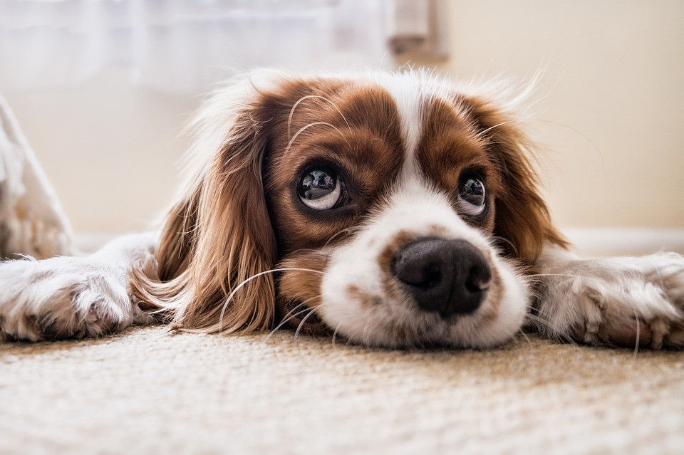 Σκύλος μόνος στο σπίτι: Ποιες μπορεί να είναι οι επιπτώσεις;