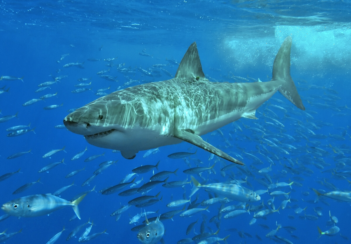 Ο μεγάλος λευκός καρχαρίας «κρύβει» μυστικά για τον καρκίνο