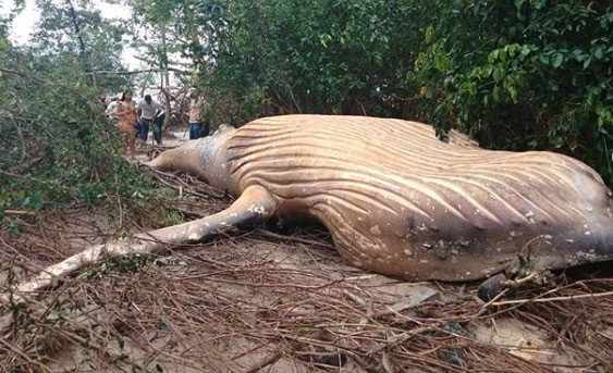 Μια νεκρή φάλαινα στη ζούγκλα του Αμαζονίου [ΒΙΝΤΕΟ]