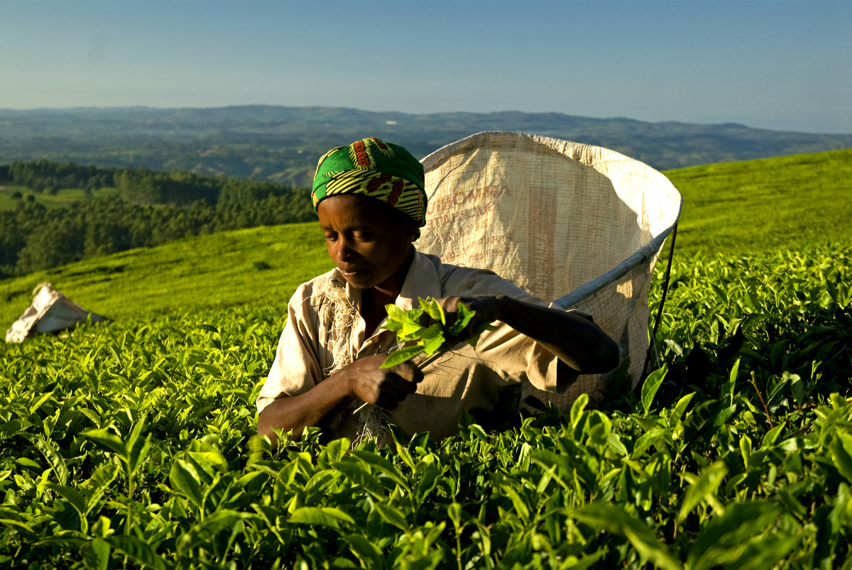 Fairtrade: Η παραγωγή και το εμπόριο από άλλη οπτική