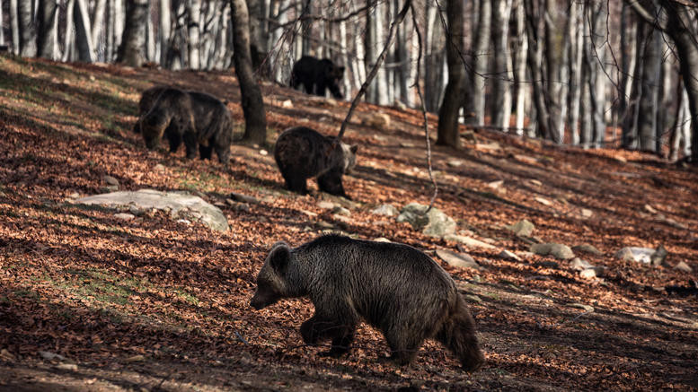 Με μια απουσία ξύπνησαν οι αρκούδες στο καταφύγιο του Αρκτούρου