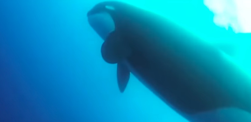 Ανακάλυψαν νέο είδος φάλαινας δολοφόνου; [ΒΙΝΤΕΟ]