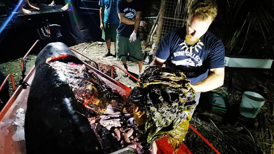 Ξεβράστηκε νεκρή φάλαινα που κατάπιε 40 κιλά πλαστικό