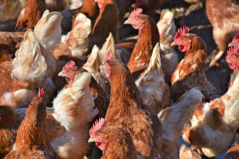 Βουλγαρία: Θανάτωσαν 12.000 πουλερικά λόγω της γρίπης των πτηνών