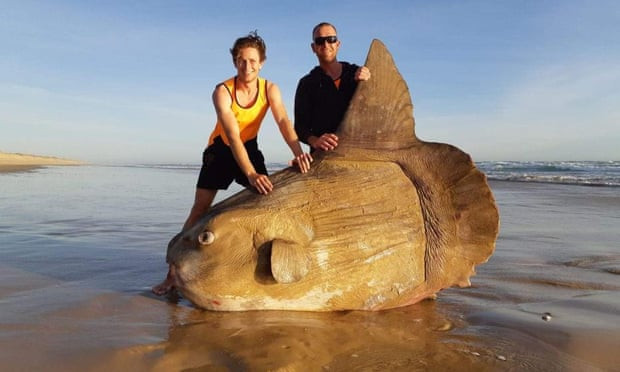 «Έμοιαζε ψεύτικο»: Τεράστιο ψάρι ξεβράστηκε στην Αυστραλία [ΦΩΤΟ]