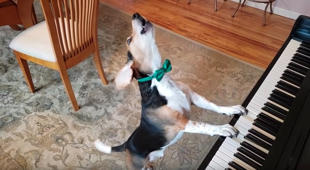 Σκύλος ξεδιπλώνει το ταλέντο του στην μουσική [ΒΙΝΤΕΟ]