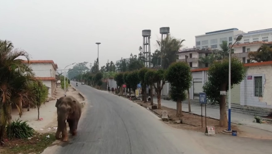 Ελέφαντας κάνει την βόλτα του στους δρόμους πόλης της Κίνας [ΒΙΝΤΕΟ]