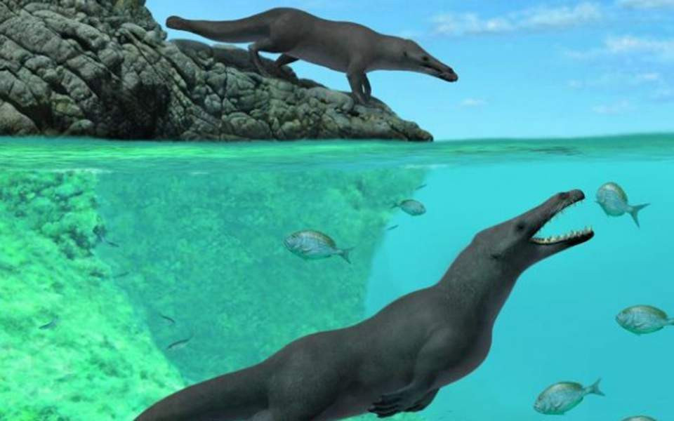 Βρέθηκε ο μακρινός πρόγονος της φάλαινας και είχε… πόδια