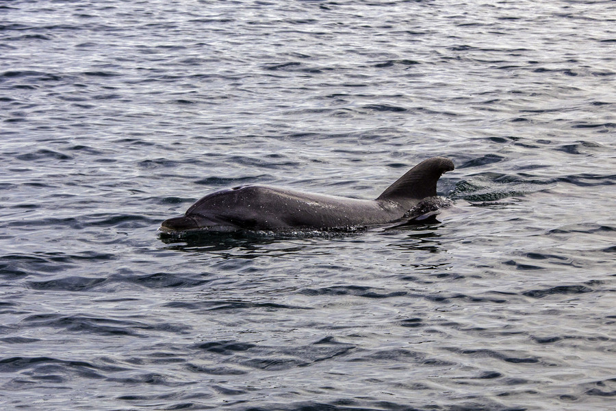 Τουρκία: Η «Γαλάζια Πατρίδα» υπεύθυνη για τον θάνατο δελφινιών στο Αιγαίο;