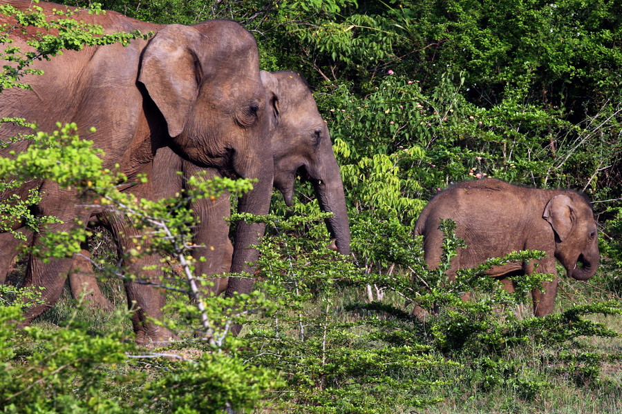 Νότια Αφρική: Λαθροκυνηγός ποδοπατήθηκε από ελέφαντα