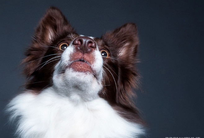 Σκυλιά με φωτογένεια: Οι πιο απίθανες φάτσες [ΦΩΤΟ]