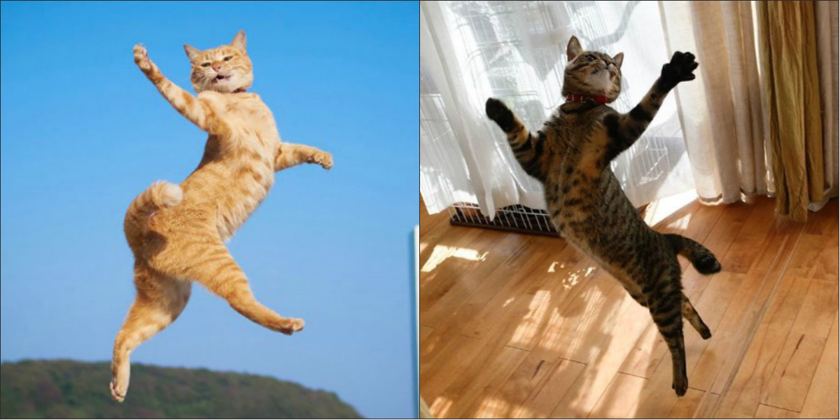 Γάτες που ξέρουν από… χορό [ΦΩΤΟ]
