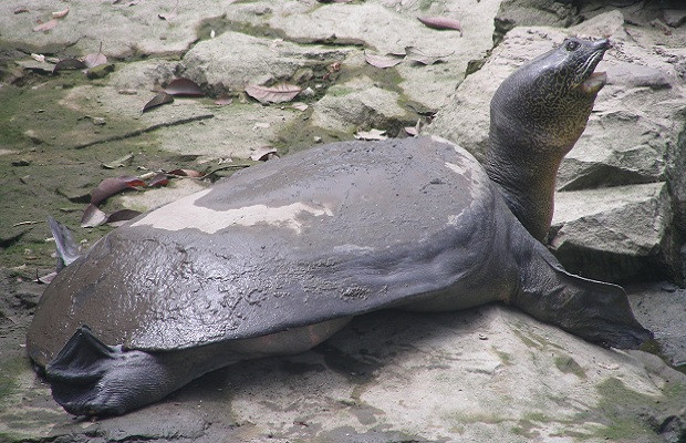 Πέθανε μια από τις πιο σπάνιες χελώνες στον κόσμο