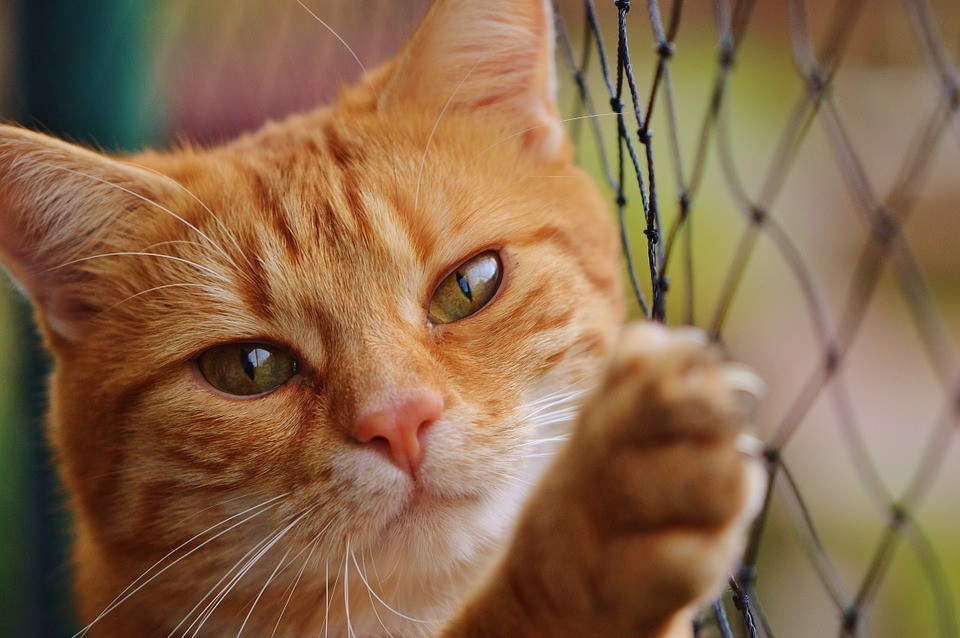 Ναύπακτος: Έριξε οξύ σε γάτα – Αναζητείται ο δράστης