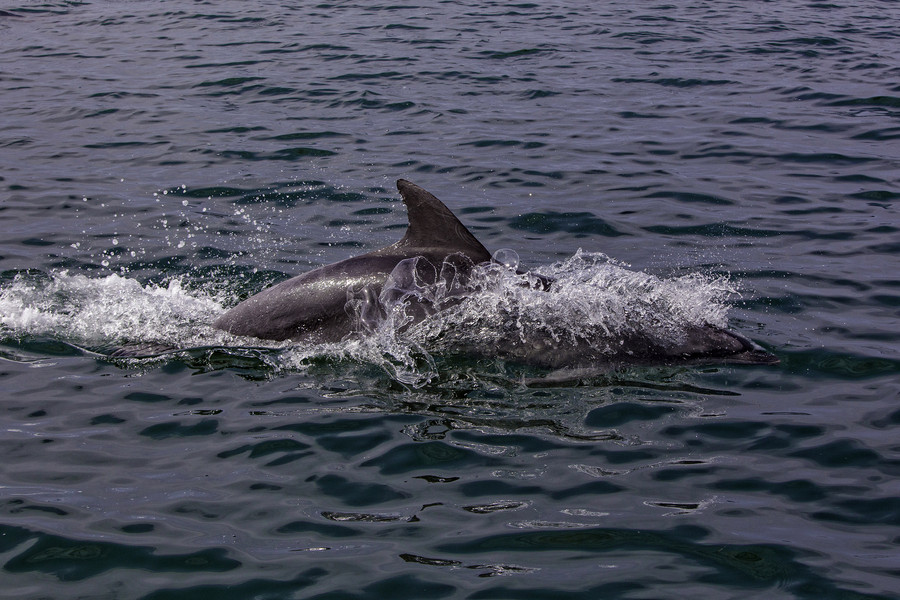 SOS για τα νεκρά δελφίνια στις ακτές του βόρειου Αιγαίου