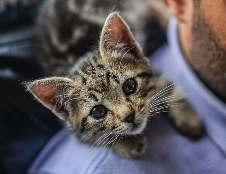Κτηνωδία στην Κρήτη: Σούβλισαν ένα μικρό γατάκι