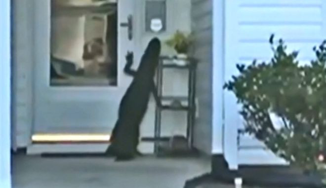 Αλιγάτορας προσπαθεί να ανοίξει πόρτα σπιτιού [ΒΙΝΤΕΟ]