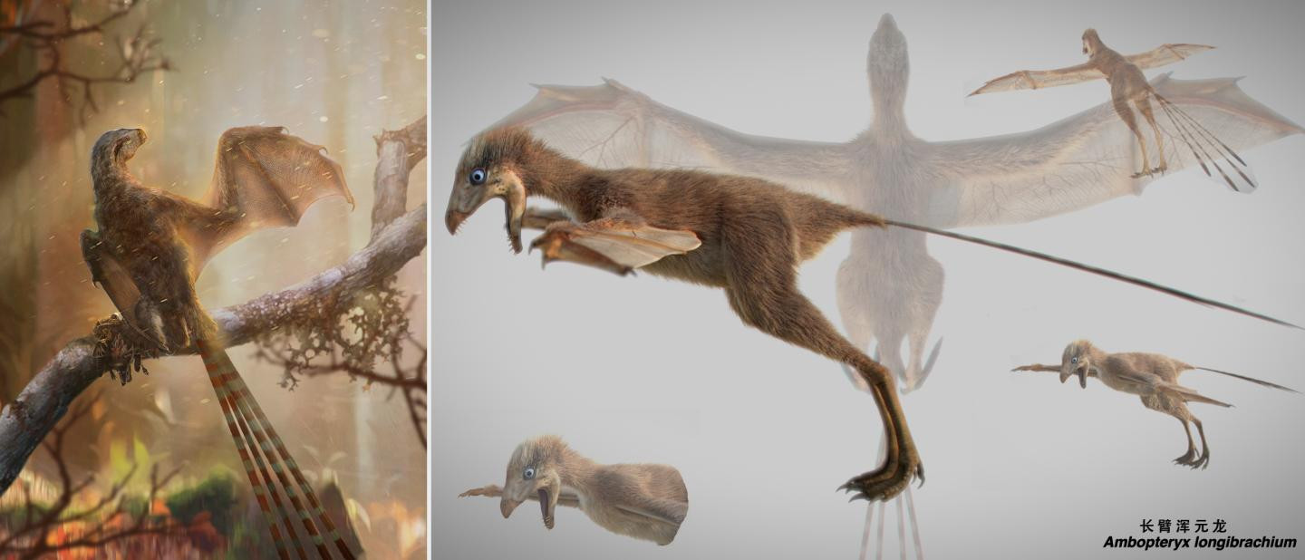 Ανακαλύφθηκε ένας μικροσκοπικός δεινόσαυρος με φτερά νυχτερίδας
