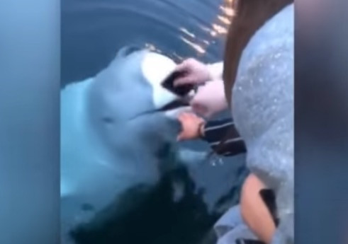 Φάλαινα επιστρέφει κινητό που έπεσε στη θάλασσα στην ιδιοκτήτρια [BINTEO]