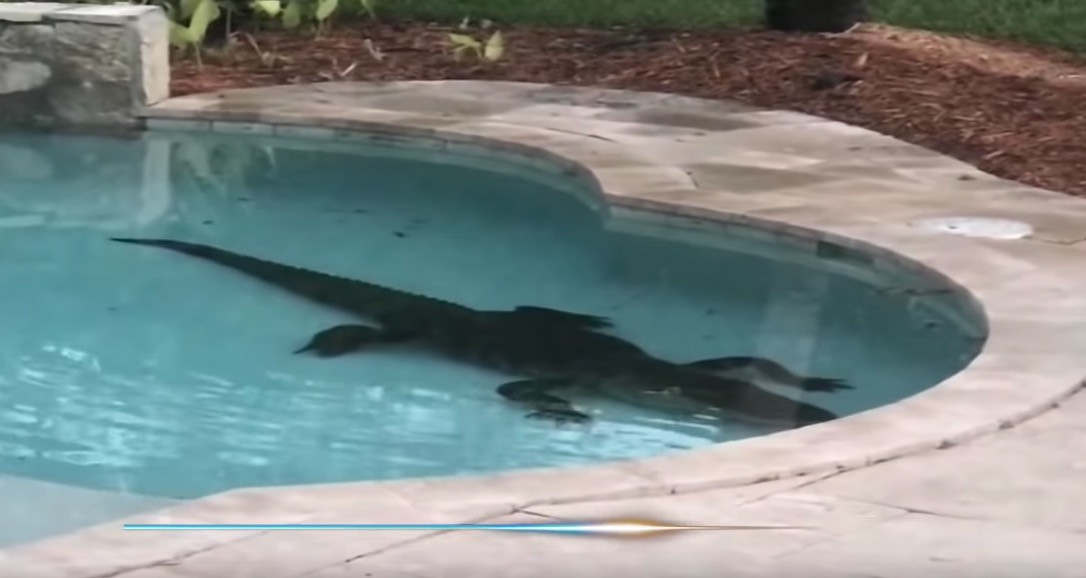 Αλιγάτορας βρέθηκε σε πισίνα σπιτιού [ΒΙΝΤΕΟ]