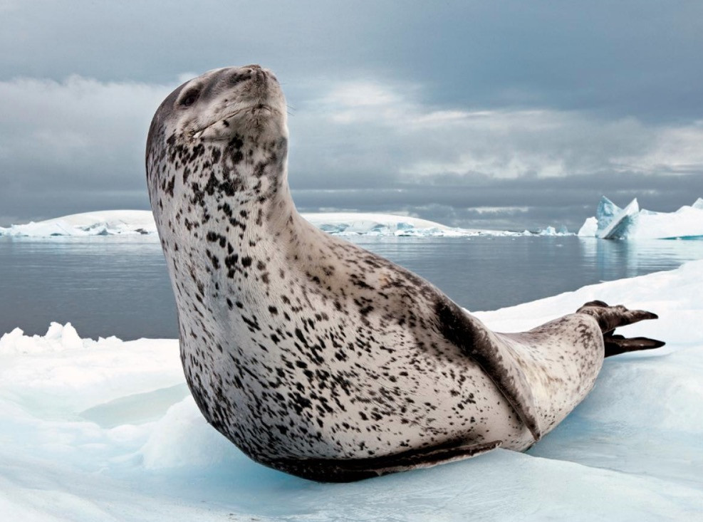 Φανταστικές φωτογραφίες ζώων από το National Geographic