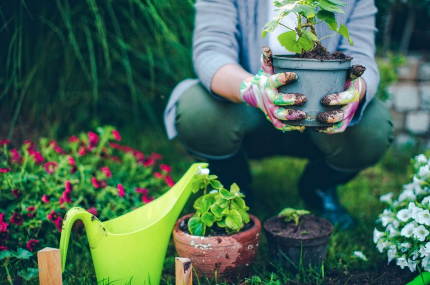 «Πράσινη» θεραπεία: Πώς η κηπουρική βοηθά στην καταπολέμηση της κατάθλιψης