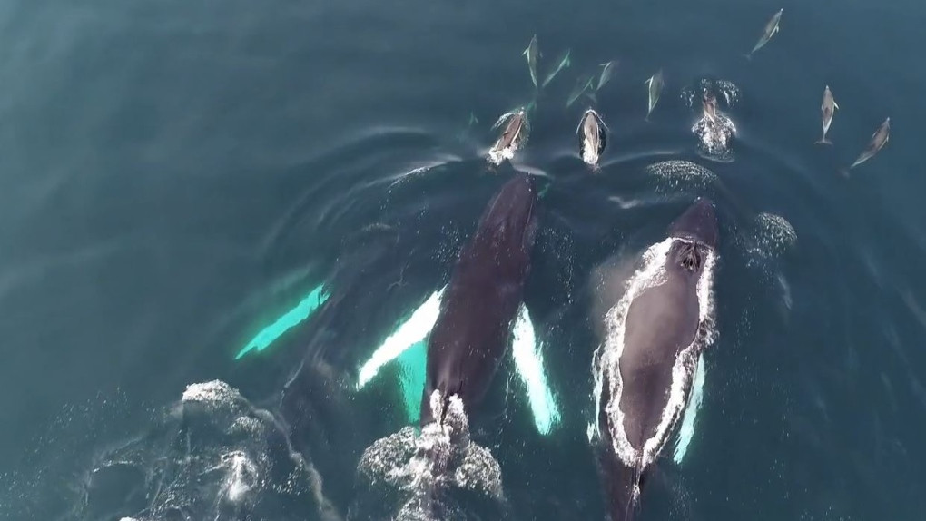 Δελφίνια παίζουν με φάλαινες στις ιρλανδικές ακτές [ΒΙΝΤΕΟ]