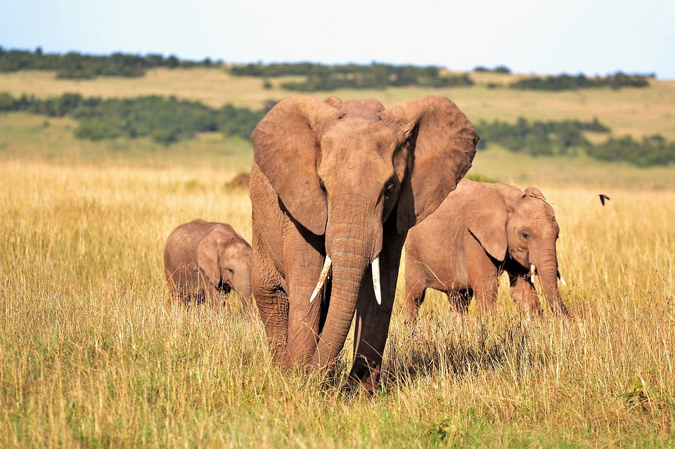 Η Ζιμπάμπουε γέμισε… ελέφαντες και ξεκίνησε να τους πουλά