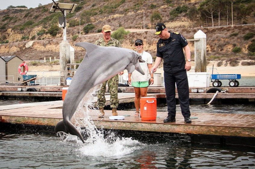 «Στρατιωτικές» φάλαινες και δελφίνια: Τι κάνουν και ποιος τα χρησιμοποιεί;