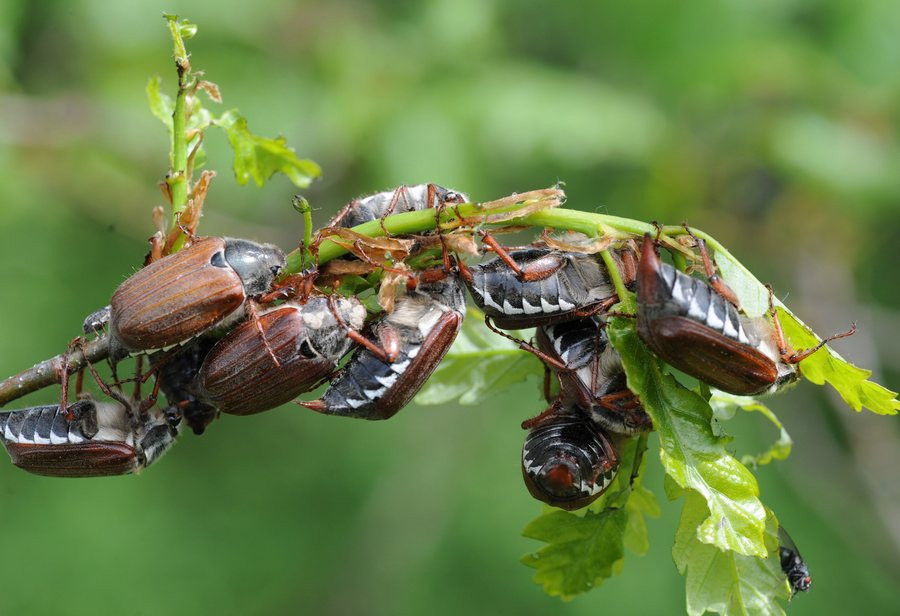 Τα έντομα -στυλοβάτες της ζωής- εκπέμπουν σήμα κινδύνου