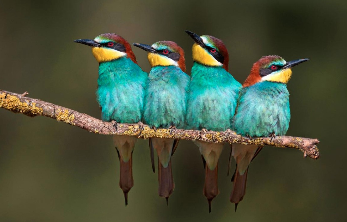 Αυτά είναι τα πιο πολύχρωμα ζώα του πλανήτη [ΦΩΤΟ]