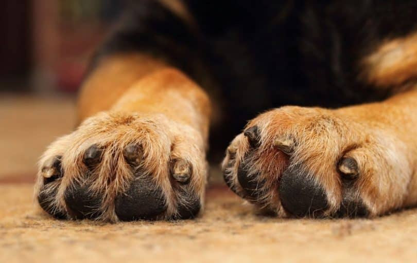 Φρίκη στο Αγρίνιο: Σκότωσαν σκύλο με ψαροντούφεκο