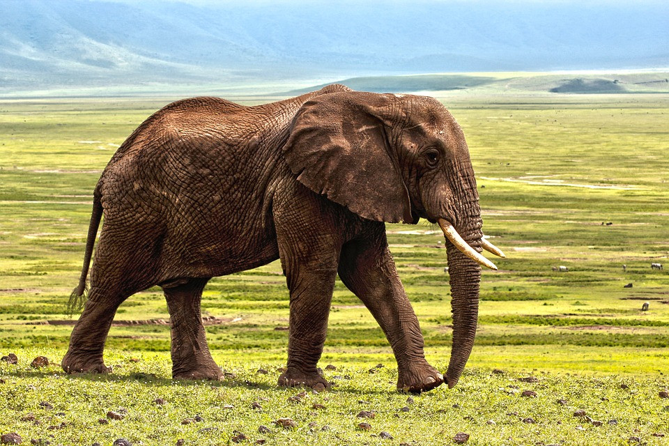 «Καμπανάκι»: Τα πιο μεγάλα ζώα θα έχουν εξαφανιστεί σε 100 χρόνια