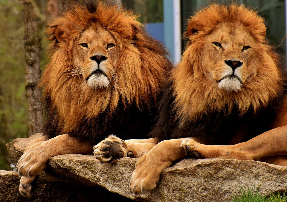 Συναγερμός στη Ν. Αφρική: 14 λιοντάρια το «έσκασαν» και περιφέρονται σε χωριά