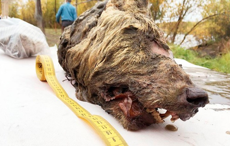 Κεφάλι λύκου ηλικίας… 40.000 ετών εντοπίστηκε στη Σιβηρία