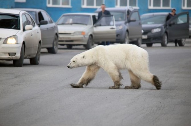 Θλίψη για την πολική αρκούδα που περιφερόταν στο κέντρο πόλης στη Σιβηρία [ΦΩΤΟ]