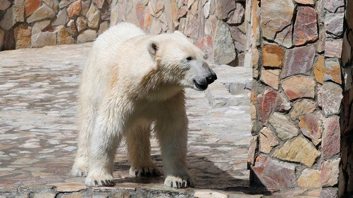 Τι απέγινε η πολική αρκούδα στο Νορίλσκ της Σιβηρίας;