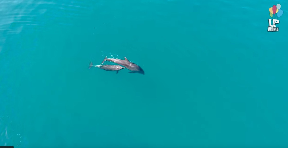 Ο «χορός» των δελφινιών στον Μαλιακό [Βίντεο]