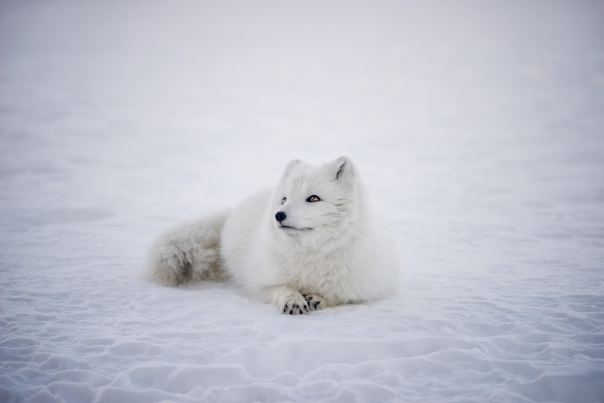 Το επικό ταξίδι μιας αρκτικής αλεπούς αφήνει άφωνους τους επιστήμονες