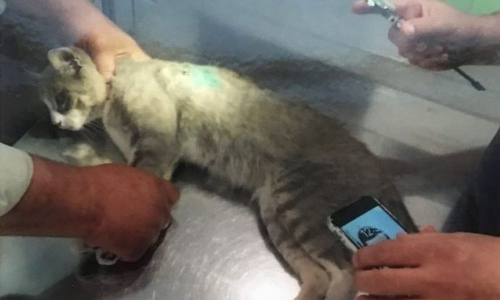 Λαμία: Λυκειάρχης πυροβόλησε κι άφησε ανάπηρο αδέσποτο γάτο