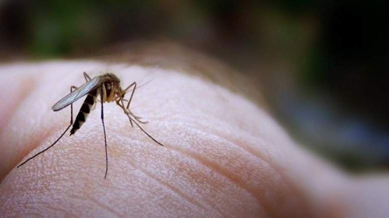 ΚΕΕΛΠΝΟ: Προειδοποιήσεις για τα πρώτα κρούσματα του ιού το Δυτικού Νείλου