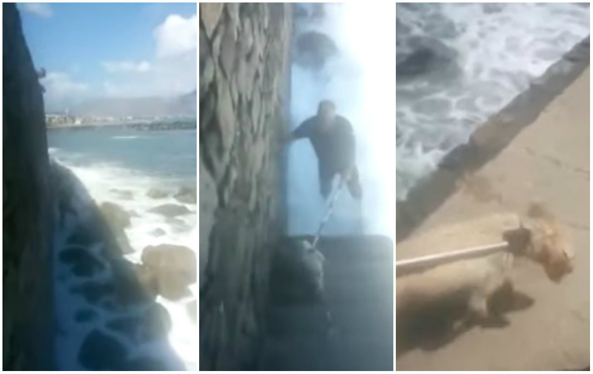 Κρήτη: Πέταξαν τον σκύλο στη θάλασσα για να τον ξεφορτωθούν [Βίντεο]